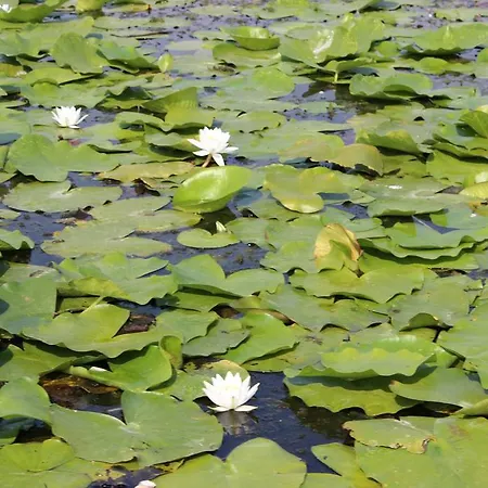 Pensiunea Heracleea Jurilovca